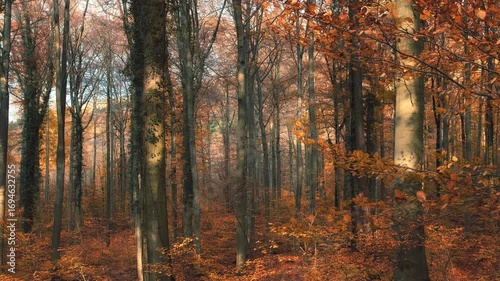 Warm sunlight in autumn illuminating orange branches in a picturesque forest, slow panning shot