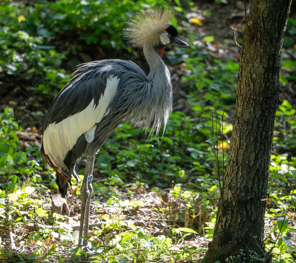 Fototapeta premium bird in the zoo