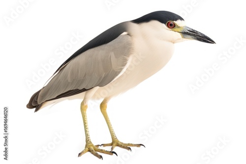 Black-Crowned heron animal black.