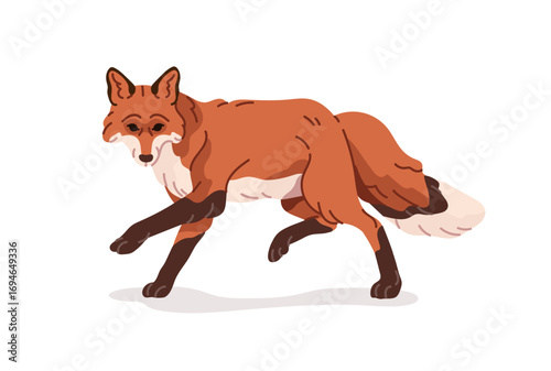 Cute fox walks. Adorable orange foxy with fluffy tail strolls. Wild animal of European forest. Woodland wildlife. Fauna of Europe or Taiga. Flat isolated vector illustration on white background