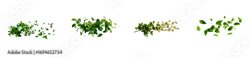 Fresh Spring Green Leaves and White Flowers Clip Art, cut out