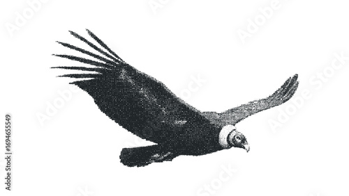 Andean Condor flying with spread wings on transparent. Vector hand drawn illustration