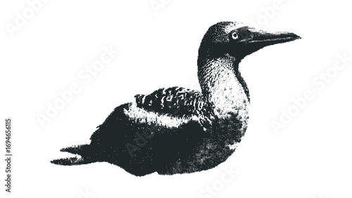 Monochromatic textured depiction of a seabird on a transparent background. Vector hand drawn illustration
