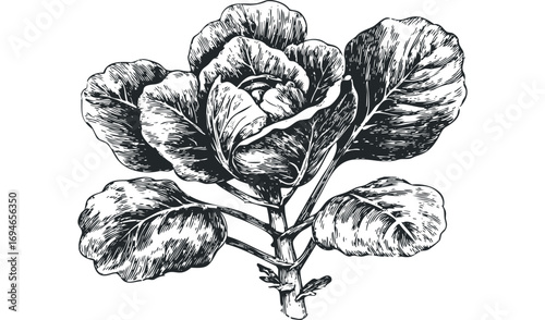 Wallpaper Mural Cabbage plant with textured leaves on transparent background, vector line drawing. Vector hand drawn illustration Torontodigital.ca