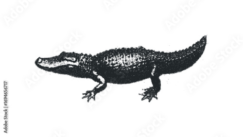 Alligator profile on transparent background. Vector hand drawn illustration