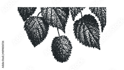 Stippled hop cones and leaves on transparent background. Vector hand drawn illustration