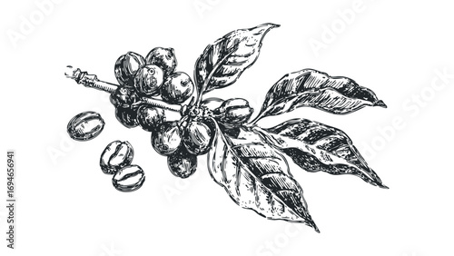 Black and white sketch of coffee branch with berries and beans on transparent background. Vector hand drawn illustration