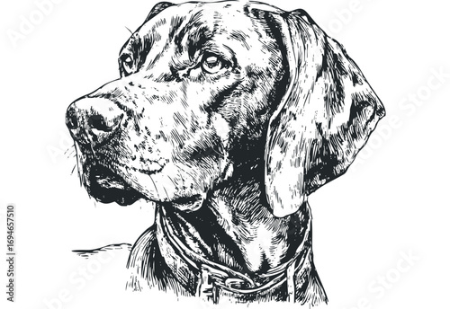 Detailed Black and White Ink Sketch of a Dog's Head on Transparent. Vector hand drawn illustration
