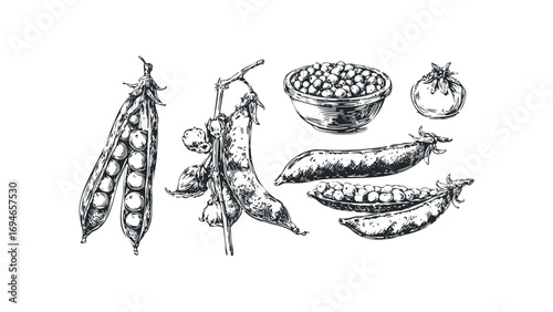 Pencil Sketch of Peas and Tomato on White. Vector hand drawn illustration