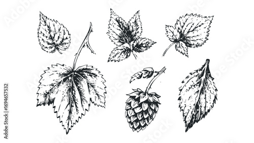 Hand Drawn Hop Cones and Leaves Collection. Vector hand drawn illustration
