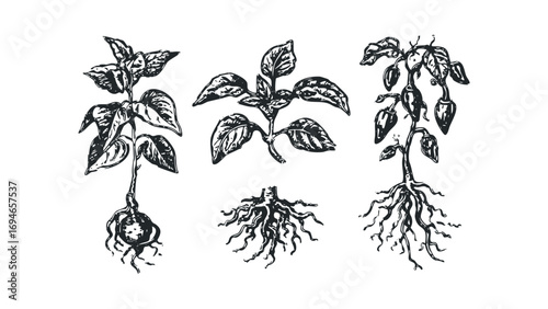 Collection of hand-drawn plants and root systems,. Vector hand drawn illustration