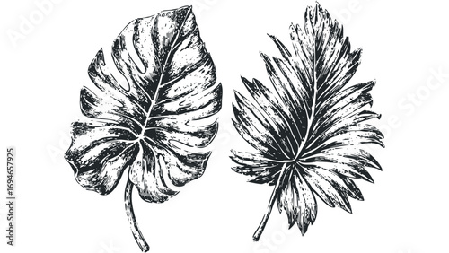 Two Hand Drawn Tropical Leaves, Monstera and Palm Frond,. Vector hand drawn illustration