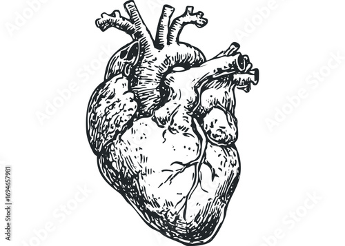 Black and white anatomical heart ink sketch on transparent background. Vector hand drawn illustration