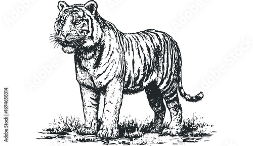 Black ink tiger sketch standing on grass. Vector hand drawn illustration