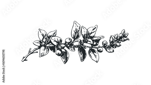 Botanical sprig with berries and leaves on transparent background, hand drawn sketch. Vector hand drawn illustration