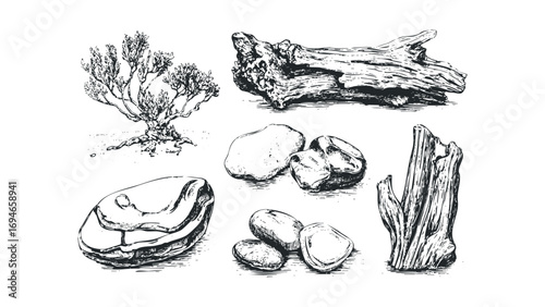 Pen and ink drawing of seaside objects including driftwood and shells. Vector hand drawn illustration