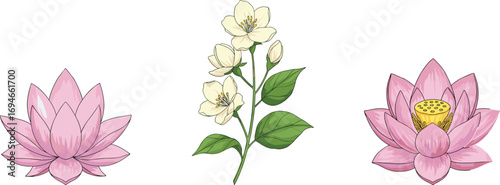 Beautiful botanical illustration of lotus flowers and jasmine branch, detailed floral design, perfect for natural themes, spa, meditation, or decor