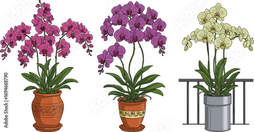 Elegant potted orchids in vibrant purple and white colors, decorative pots, indoor plants, tropical flowers, beautiful floral arrangement, home decor
