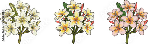 Frangipani flower bunches with white, yellow, and pink petals, tropical plumeria blossoms, exotic floral arrangement, nature plant illustration, summer bloom