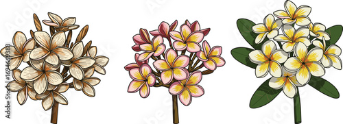 Frangipani flower clusters with brown, pink, and yellow-white petals, tropical plumeria blossoms, exotic floral bunch, nature plant illustration, summer bloom art