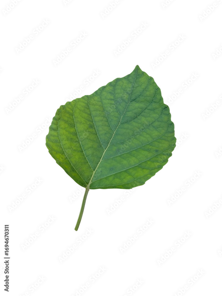 Fototapeta premium Isolated vibrant green leaf on white background for nature-inspired design