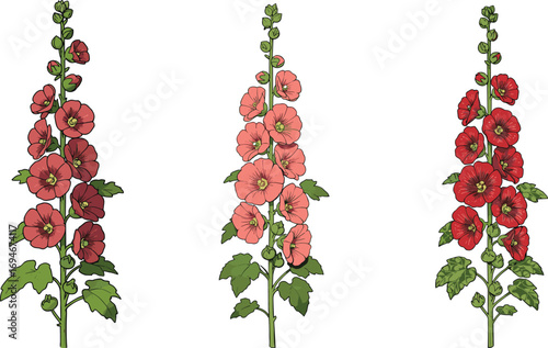 Tall blooming hollyhock flowers in red and pink shades, vertical floral stems, garden plants, summer bloom, botanical illustration, nature