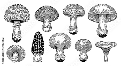 Diverse collection of intricately detailed mushroom illustrations capturing nature's unique forms and textures