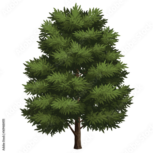 Realistic 2D vector illustration of a tall, elegant cypress tree with intricate foliage details standing isolated on a plain white background.