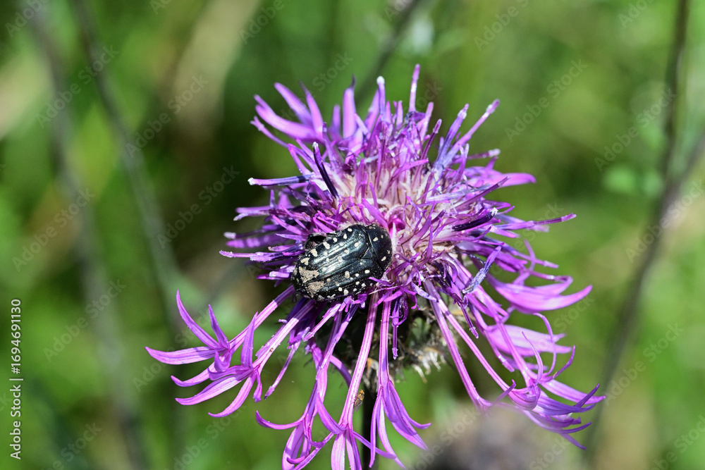 Fototapeta premium Beetle Oxythyrea funesta on the violet flower eating nectar
