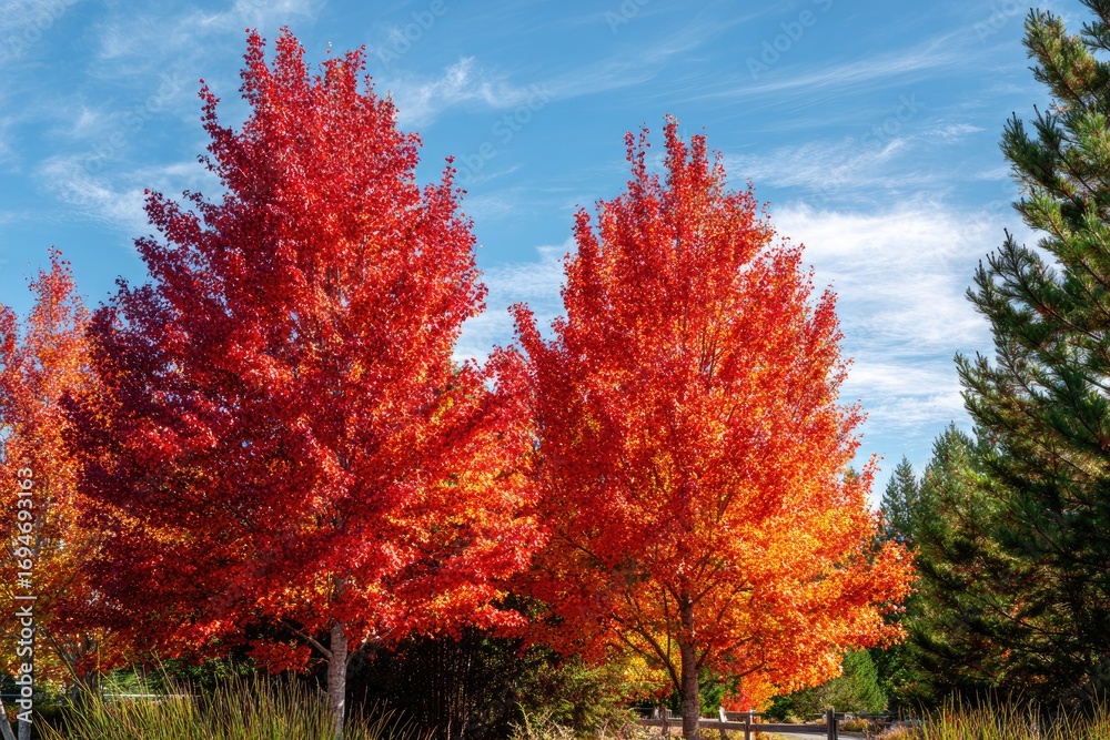Naklejka premium Vibrant autumn trees against a vibrant sky