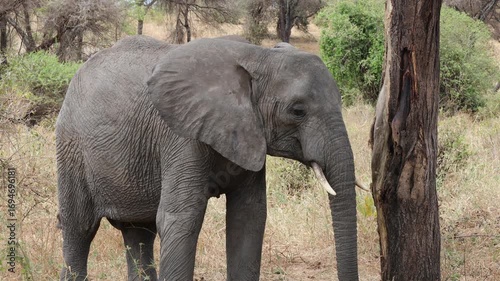 Elephants in Africa wildlife safari game tour in the national park Tarangire and Ngorongoro. 4k video of variety of wildlife in african savanna bush. Dry grass animals hiding. Elephant in the wild