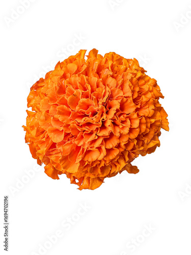 Orange marigold flower , png with transparent background, for decorations, rangoli making, festivals, diwali decorations