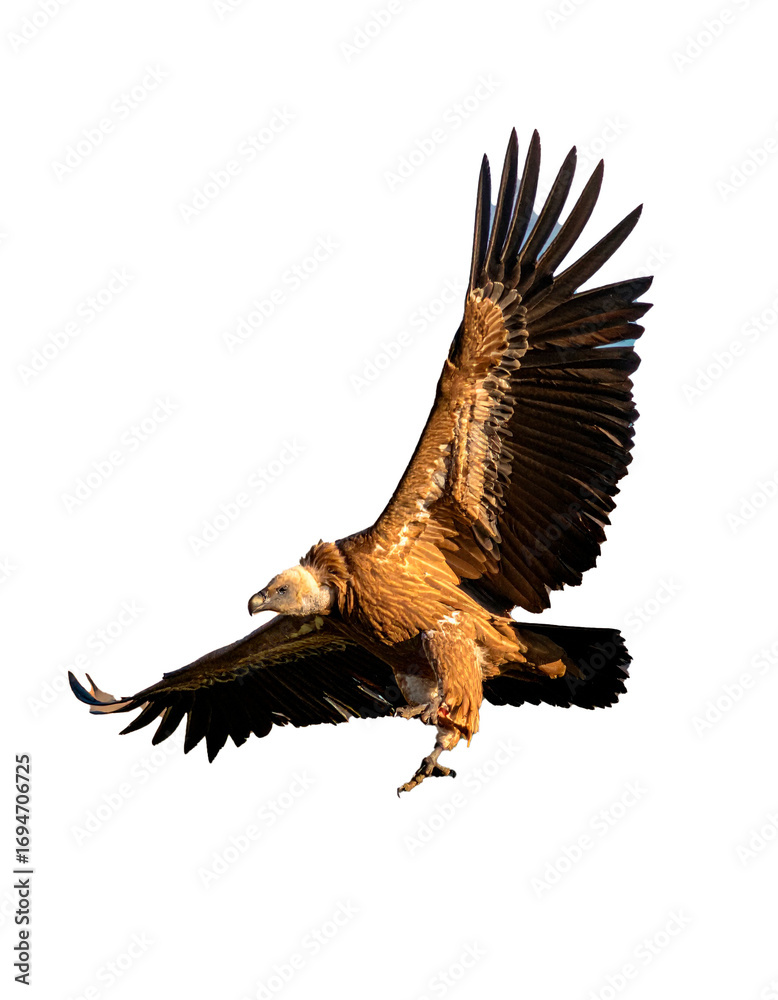 Obraz premium buitre leonado (Gyps fulvus) en primer plano, sobrevolando, con las alas extendidas y el plumaje detallado en tonos marrones y beige. La luz natural resalta la textura de sus plumas. PNG