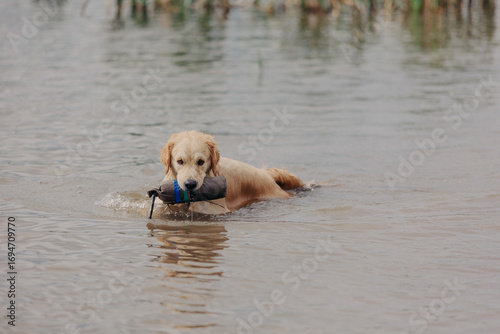 Canvas Print A golden retriever carries dummy from the field