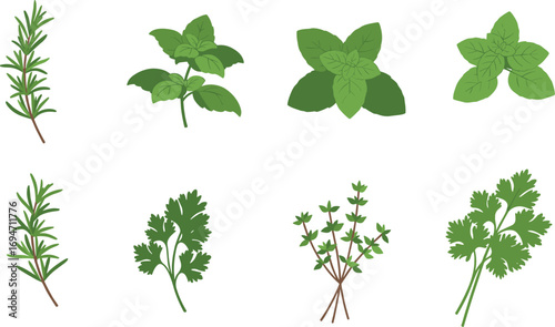 Illustration of various culinary herbs on a white background on transparent background