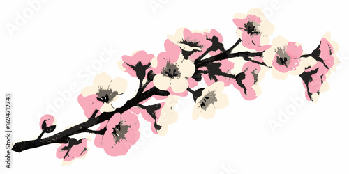 Delicate pink and cream cherry blossom branch with dark brown stem and buds on white background