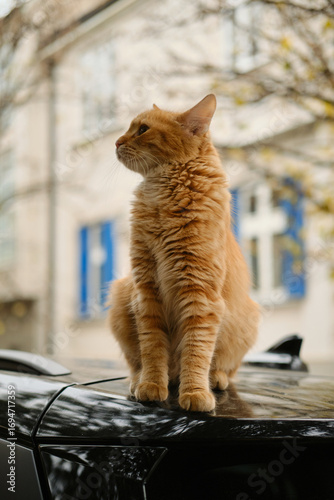 Ginger street cat resting on car roof outdoors in autumn city