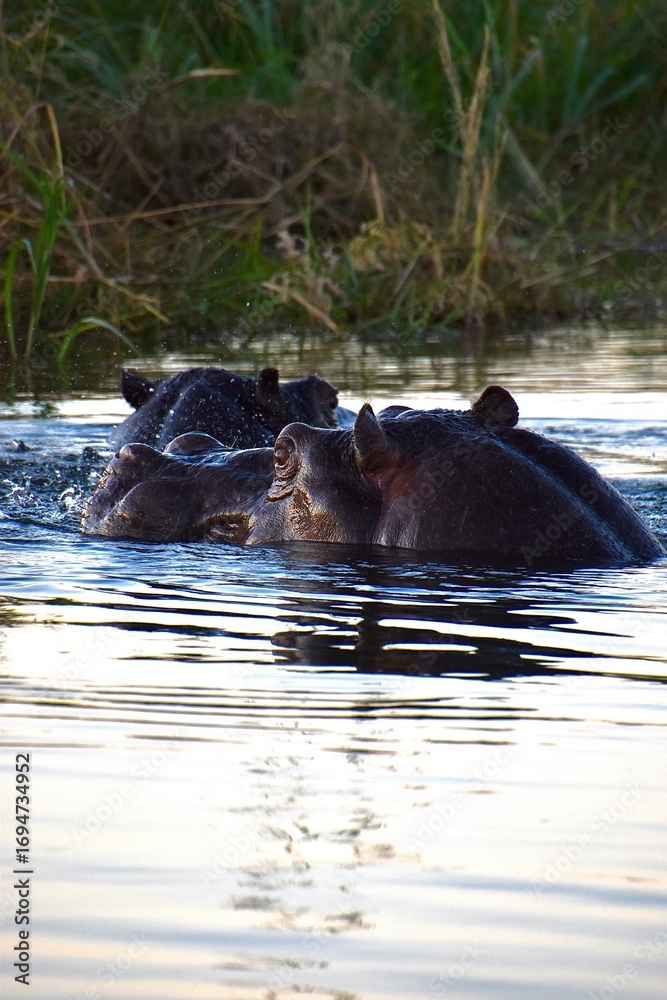 Fototapeta premium Submerged strength in water