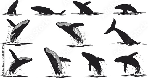 Humpback whale silhouette illustrations, breaching whales jumping, ocean wildlife vector design, marine animal clipart, sea life art