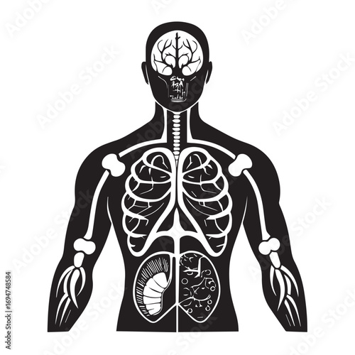 Anatomical illustration of the human bodys internal organs, skeleton, and brain, isolated on white background