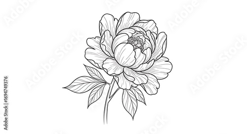 Wallpaper Mural Line art peony flower drawing. Torontodigital.ca