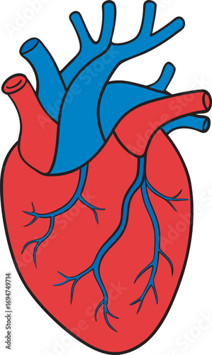 Detailed anatomical human heart diagram featuring red and blue color scheme for medical education