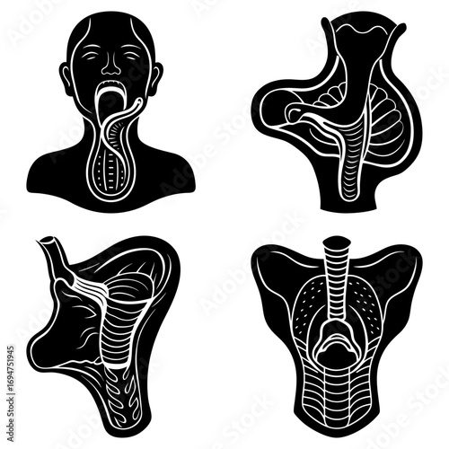 Anatomical illustrations showing the human throat and trachea in various cross sectional perspectives