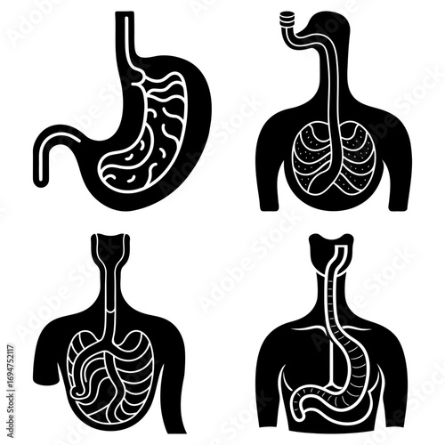 Anatomical illustrations depicting human digestive and respiratory systems in black and white style