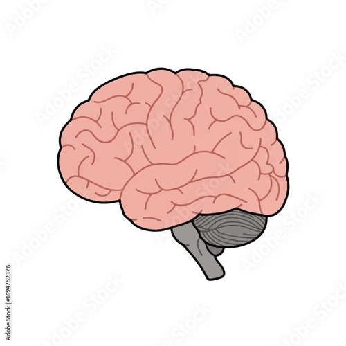 A minimalistic flat 2D vector illustration of a human brain viewed from the side, isolated on a clean plain white background, perfect for neuroscience and educational concepts.