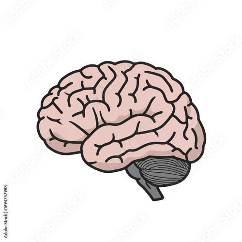 Minimalist 2D flat vector illustration of a simple human brain, isolated against a clean, plain white background, symbolizing intelligence, thought, and cognitive function.