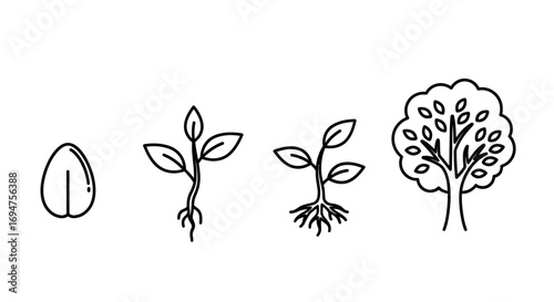 Seed to Tree A Visual Guide to Plant Growth Stages