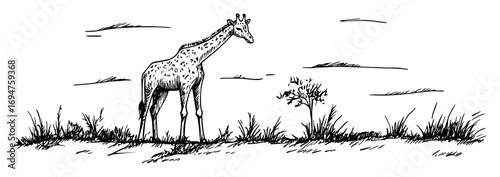 giraffe in african savanna landscape hand drawn sketch