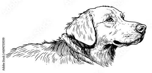 golden retriever dog head portrait hand drawn sketch illustration