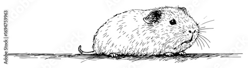 vector guinea pig side view hand drawn sketch illustration